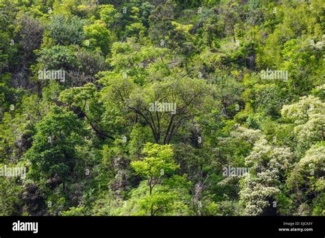 Tropical Rain Forest Background Stock Photo Alamy