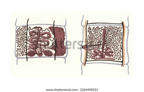 Realistic Color Scientific Illustration Hermaphroditic Segments Stock