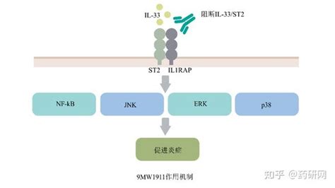 迈威生物技术梳理 知乎