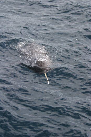 Narwhal Whale Photo / Picture Gallery - Narwhal Whales