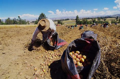 Si El Per Es El Pa S De Am Rica Latina Que Cultiva M S Papas Por Qu