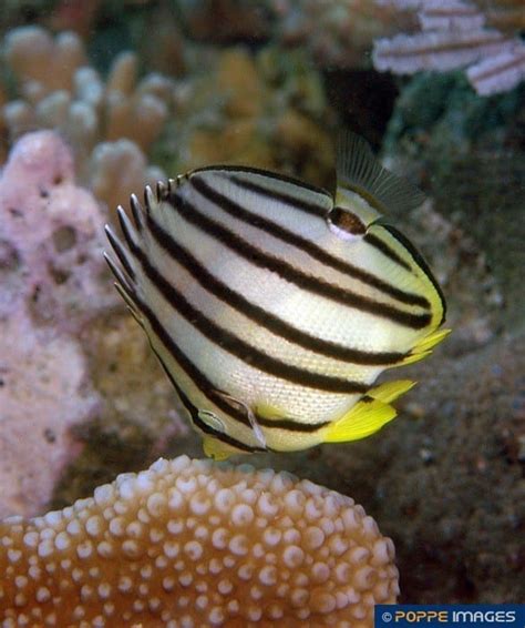 Chaetodon Octofasciatus Poppe Images