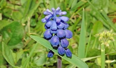 Conoce A La Planta Llamada Nazareno Muscari Neglectum Ocho Ochenta