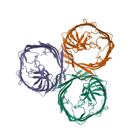 RCSB PDB 8BYT Outer Membrane Attachment Porin OmpM1 From Veillonella