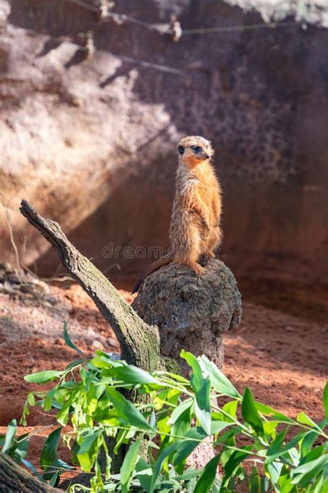 Alert Meerkat Looking for Predators Stock Photo - Image of mammal, park: 136087094