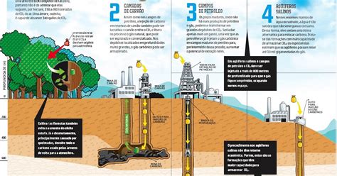 Quais Os Organismos E Processos Relacionados Ao Sequestro De Carbono
