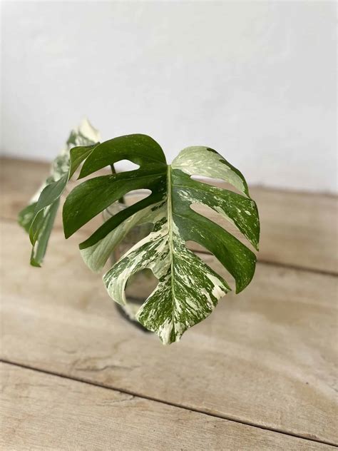 Monstera Variegata Sadzonka Szczytowa Jungle Boogie