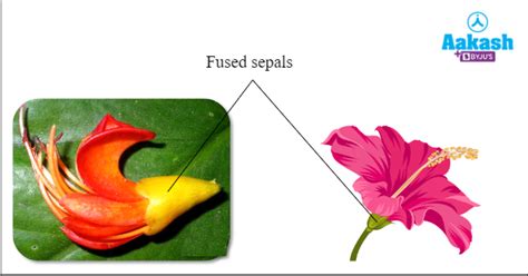 Calyx and Corolla of a Flower Differences & Functions | AESL