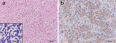 Microscopic and immunohistochemical changes in the dog skin with high ...