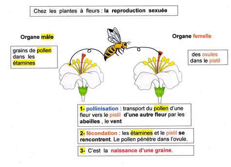 Mipizarradelcole La Reproduction Des Plantes