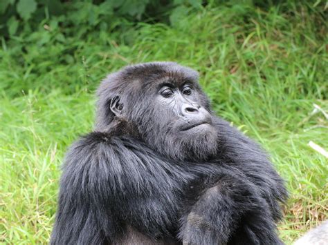 A Guide To Gorilla Trekking In Volcanoes National Park Rwanda Trek