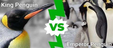 King Penguin vs Emperor Penguin: What Are the Differences? - A-Z Animals