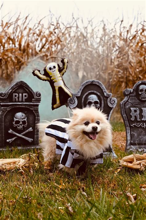 Funny Dog Costumes for Halloween to Make You Laugh!