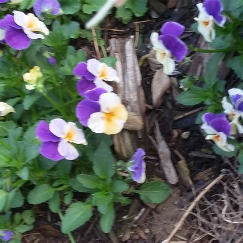 Viola Cornuta Penny Peach Jump Up Horned Pansy Penny Peach Jump