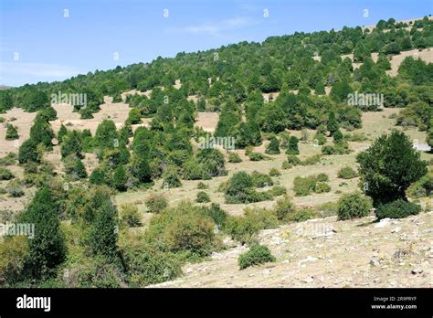 Forest Of European Holly Ilex Aquifolium Holly Is A Shrub Or