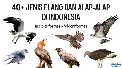 Jenis Burung Elang Dan Alap Alap Di Indonesia Youtube