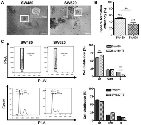 In Vitro Analysis Of Putative Cancer Stem Cell Populations And