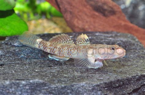 Weißwangen Grundel Rhinogobius duospilus wui