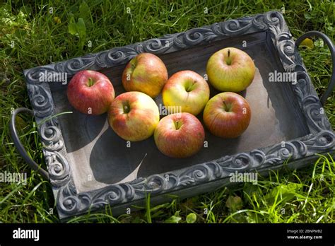 Pfel Im Gras Fotos Und Bildmaterial In Hoher Aufl Sung Alamy