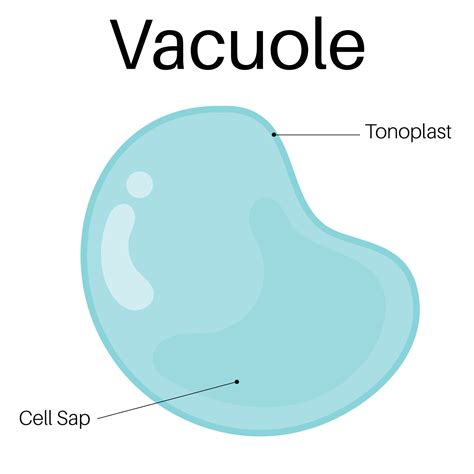 Structure And Functions Of Vacuole 39380397 Vector Art At Vecteezy