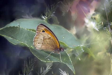 Borboleta Borboletas Inseto Foto Gratuita No Pixabay Pixabay