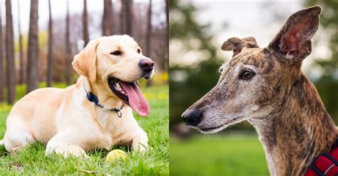 Greyhound Labrador Mix: The Greyador