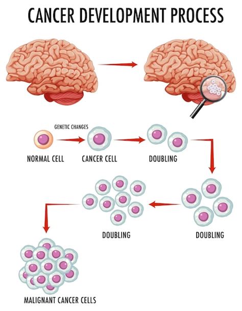 Free Vector Diagram Showing Cancer Development Process