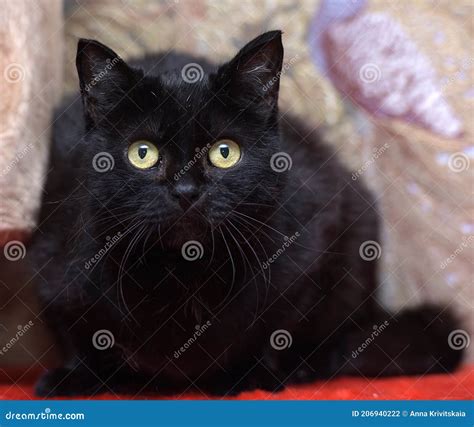 Gato Preto Um Olhar Atento Foto De Stock Imagem De Completamente