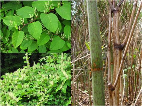 Invasive Japanese Knotweed Identification And Removal Recent News