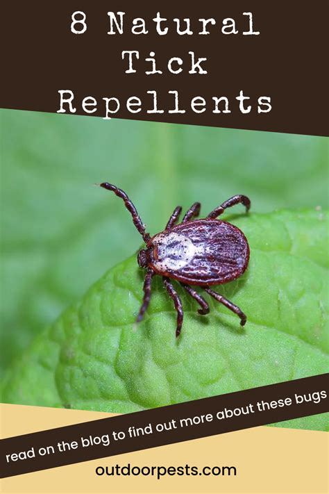 8 Natural Tick Repellent for Dogs and Humans | Outdoor Pests