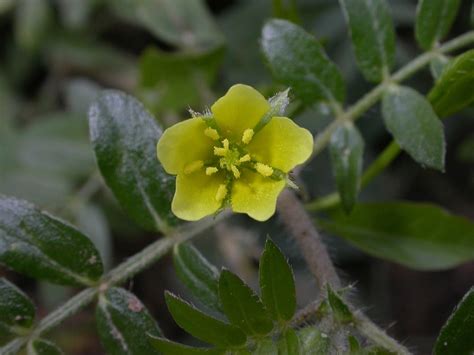 Tribulus Terrestris Zygophyllaceae Image At Plantsystematics Org