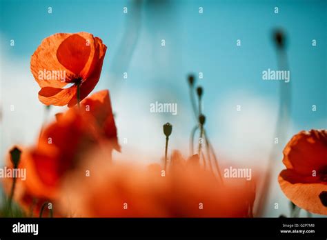 Field Of Bright Red Corn Poppy Flowers In Summer Stock Photo Alamy