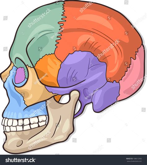 Medical Illustration Of Human Skull Bones Graphic Diagram