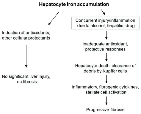 Potential Outcomes Of Hepatocyte Iron Accumulation In The Setting Of Download Scientific