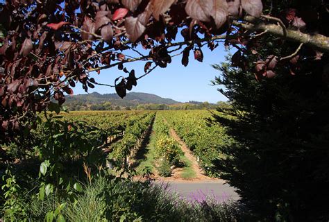 Healdsburg Vineyard Scene Nr 2 Photograph By Stephen Bonrepos Fine