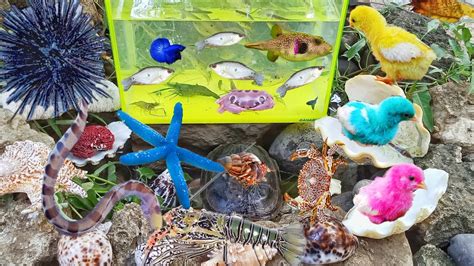 Seek And Find Starfish Hermit Crabs Pufferfish Crabs Lobster Belut