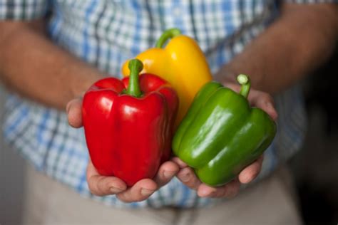 Capsicum Farming In Kenya A Complete Cultivation Guide Farmers Trend