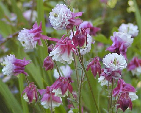 Akelei - Pflanzen, Pflege und Tipps - Mein schöner Garten