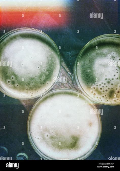 Three Pints Of Beer Hi Res Stock Photography And Images Alamy