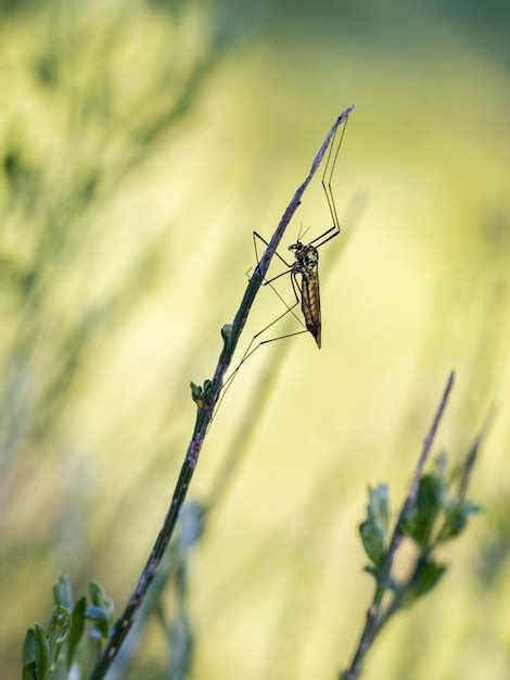 Mosca Guindaste Um Nome Comum Que Se Refere A Qualquer Membro Da