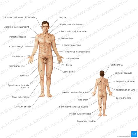 Unexpected Fort Resistance Body Regions Anatomy Creed Difficult