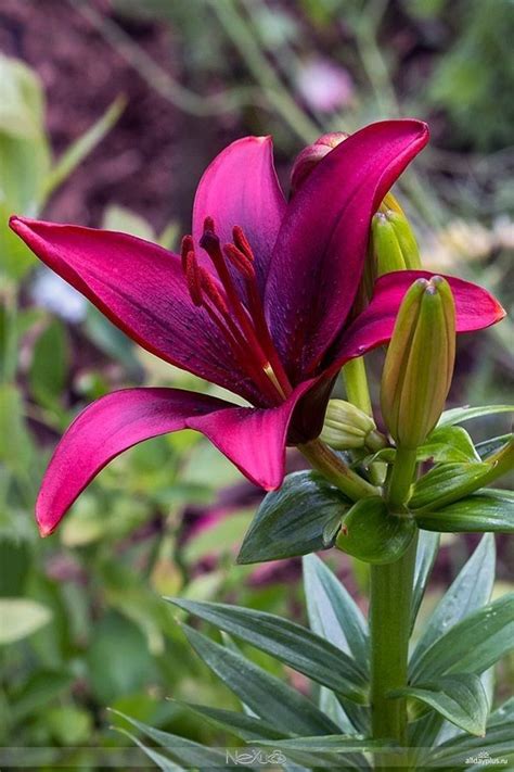 Types Of Lilies 8 Beautiful Cold Hardy Choices For The Garden Artofit