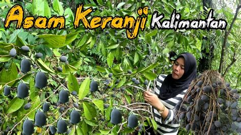 Berpetualang Bersama Keluarga Panen Buah Asam Keranji Buah Endemik