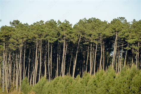 Pin Maritime Pin Des Landes Pinus Pinaster Foret Landaise