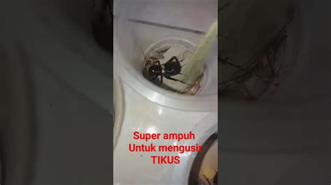 SUARA JANGKRIK SAWAH SUPER AMPUH UNTUK MENGUSIR TIKUS YouTube