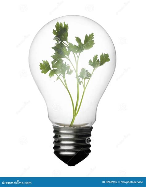 Plant Inside Bulb Stock Image Image Of Conceptual Earth