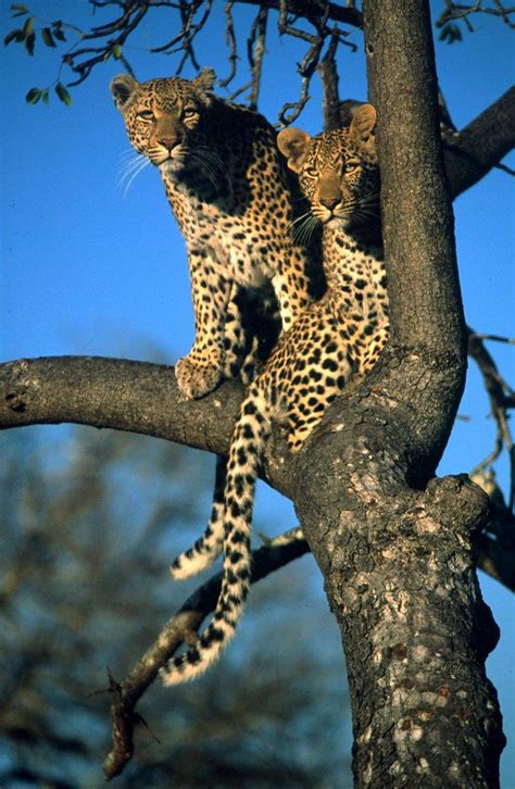 Leopard | Small wild cats, Wild cats, Animals wild