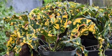 Sun Crotons Peters Croton Nursery