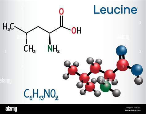 Leucine L Leucine Leu L Molecule It Is Essential Amino Acid