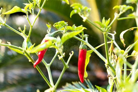 Red Color Of Chili Plant Stock Photo Image Of Delicious 167163454